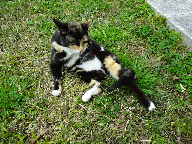 サヴォカの猫 (2)