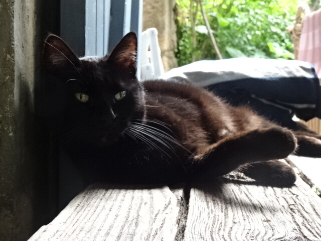 レストランの猫 (3)