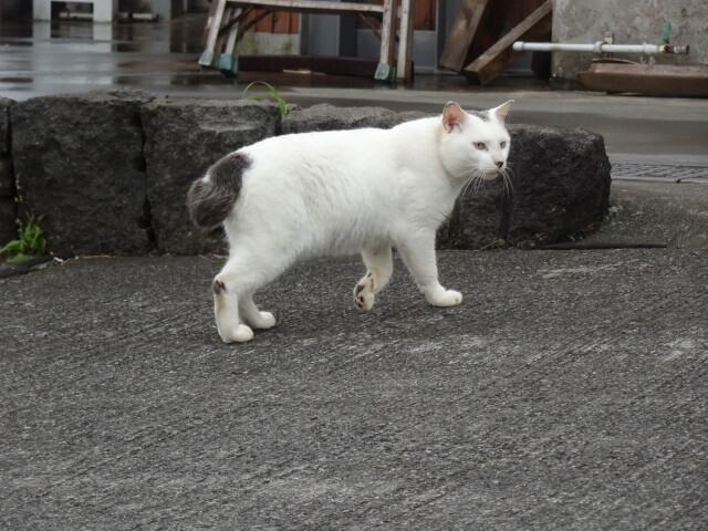 しっぽが曲がっている
