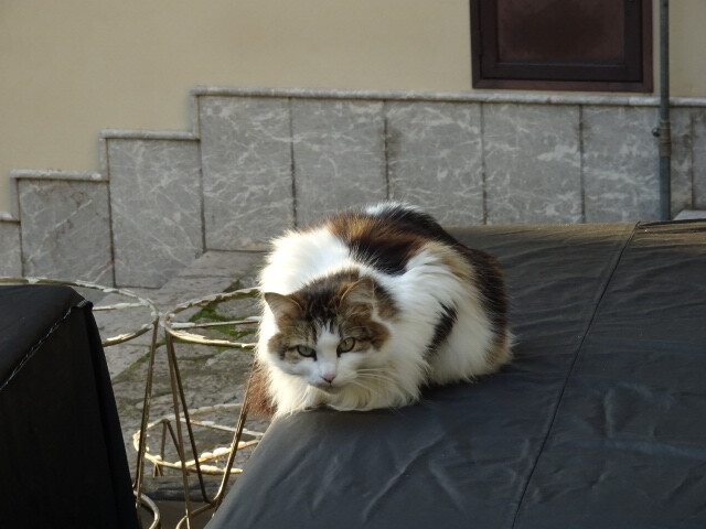 タオルミナの猫 (2)