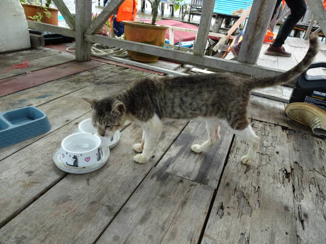 水上の家の猫 (2)