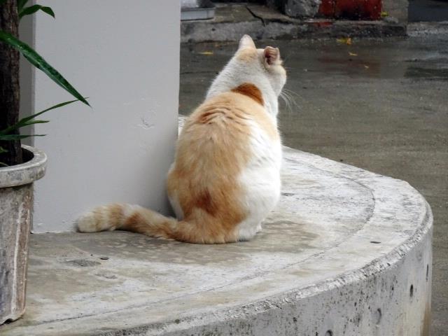 漲水御嶽の猫