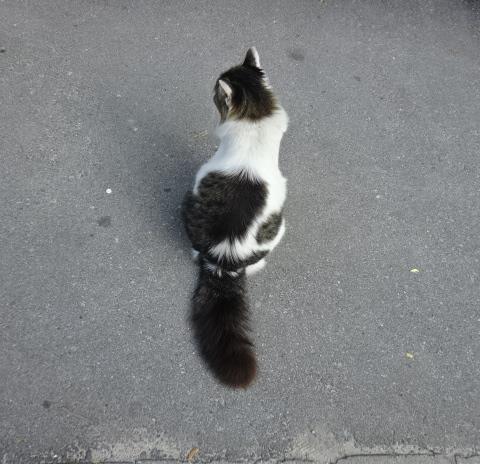 猫 好きなもの 猫と旅と