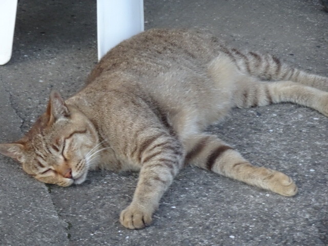 黒島民宿の猫１
