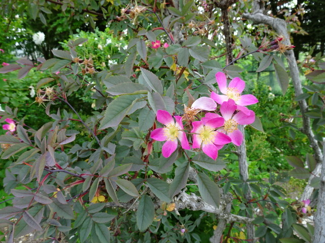 DSC02164