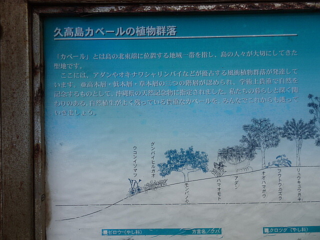 植生