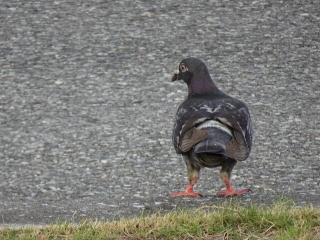 鳩がいた