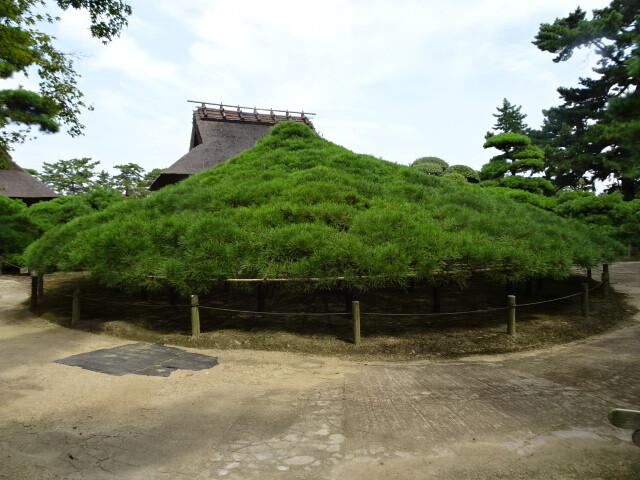 樹齢600年