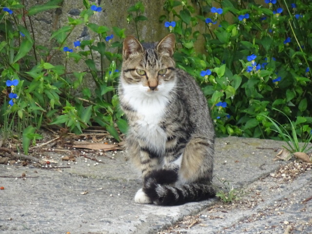 網地島の猫達 好きなもの 猫と旅と