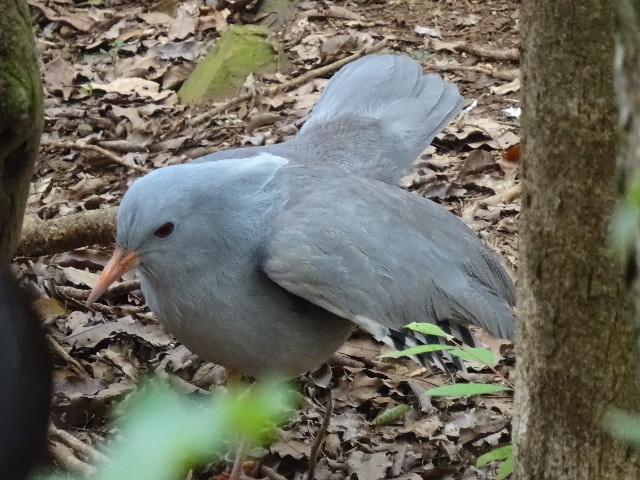 国鳥カグー