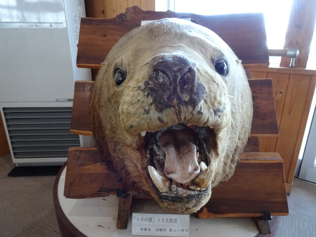 トドの頭