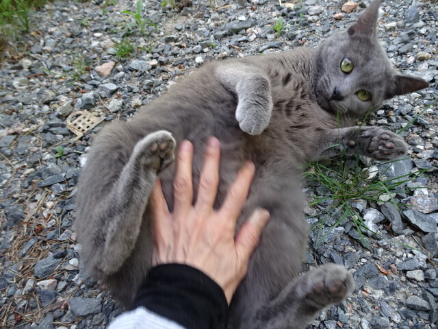 ボスの知り合いの家の猫 (1)