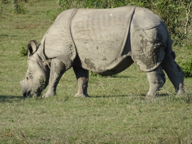 インド アッサム・カジランガ国立公園 サファリ② : 好きなもの