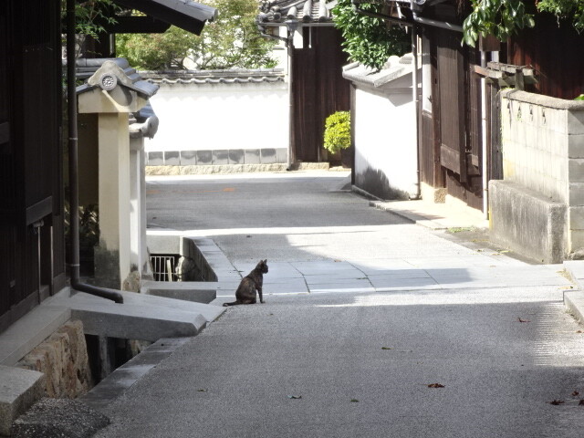 昼下がりの猫