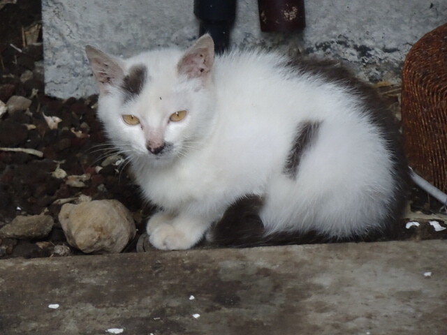 子猫