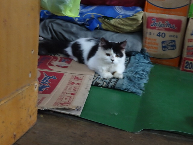 朝食のお店の猫３