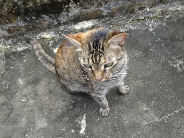 セント・ビンセント・クレナディン諸島の猫