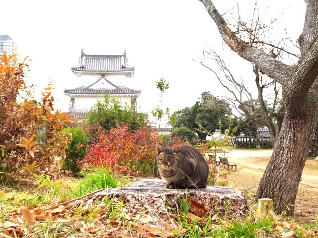 櫓と猫 (3)