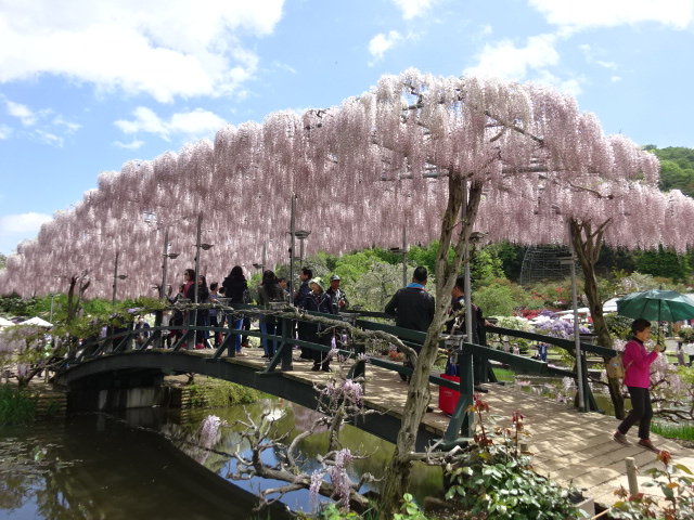 薄紅橋