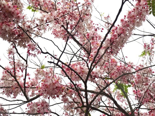 ピンクシャワーツリー