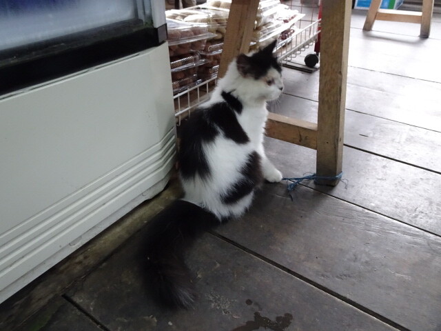 朝食のお店の猫 (2)