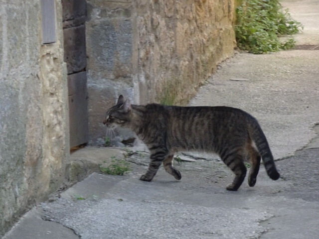 サルラの猫 (1)