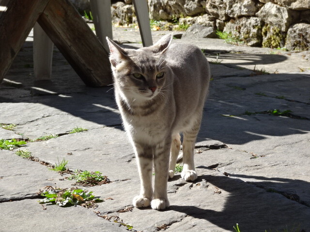 ナムチェ博物館の猫 (3)