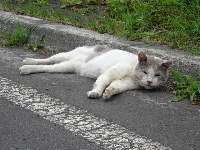 道路で休んでいる