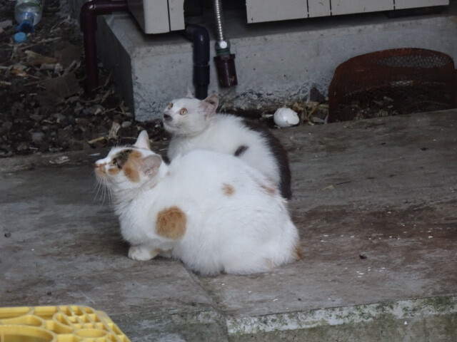 民宿の猫
