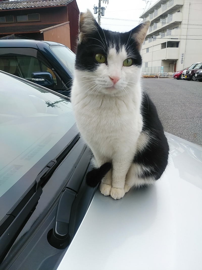 車の上が好き