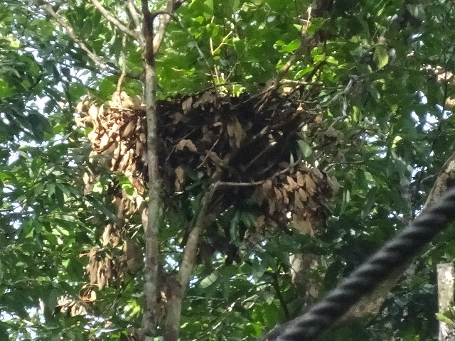 オランウータンの巣