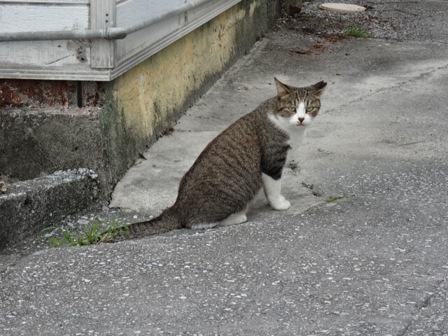 奥武島の猫