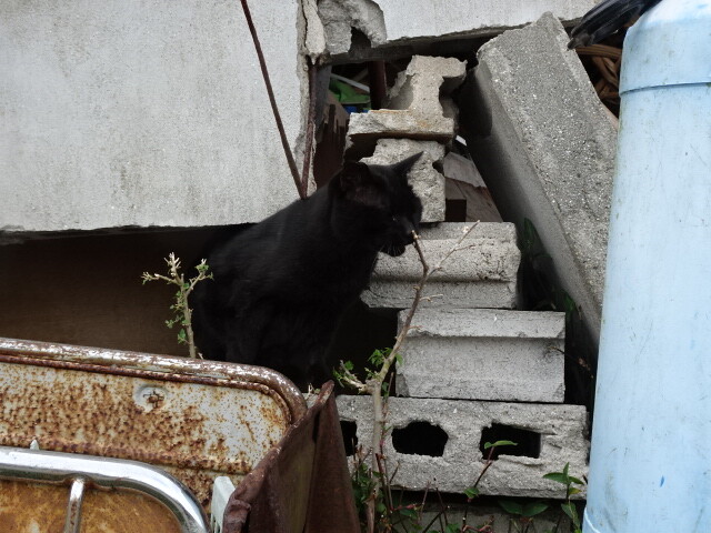志々島の猫 (5)
