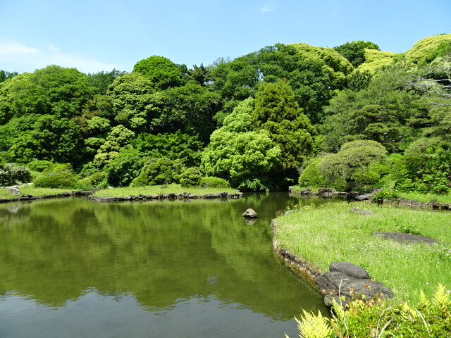 小石川植物園、池