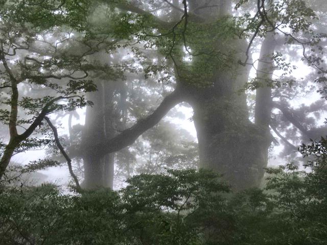 手をつないだ夫婦杉