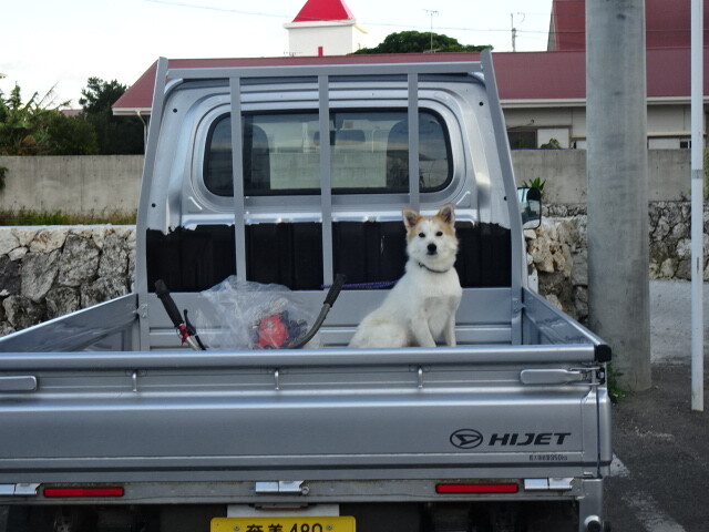 荷台の犬