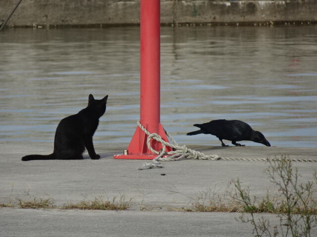 猫とカラス
