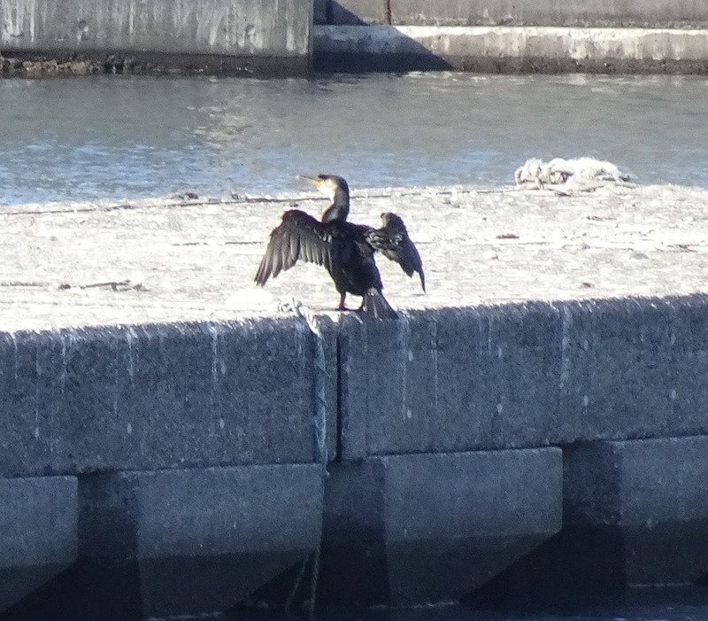 羽根を乾かすウミウ