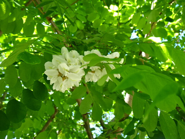 DSC02288