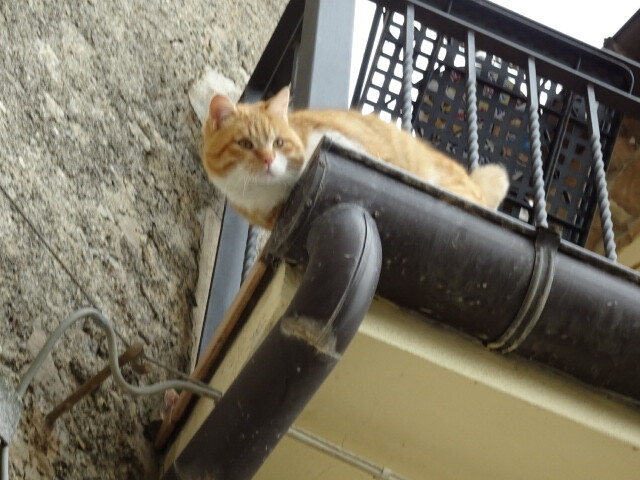 モラーノカラブロの猫 (6)