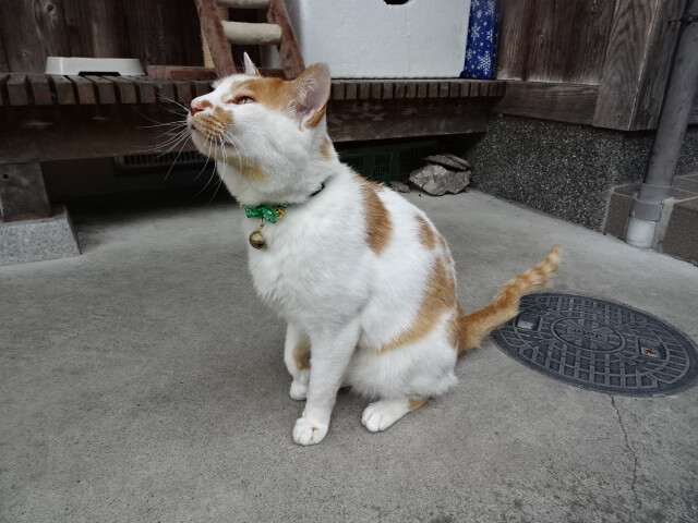 瀞峡駐在所のきなこ (2)