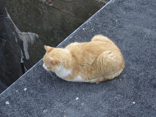 フォアの猫 (4)