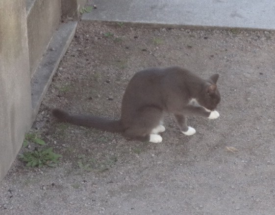 イメージ 5