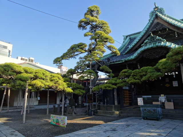 瑞龍の松、樹齢５００年