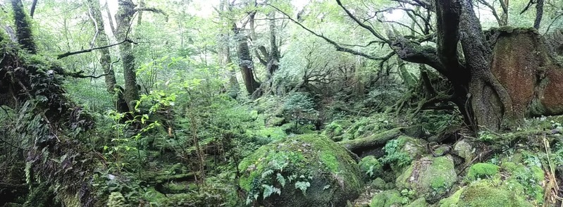 苔むす森 (2)