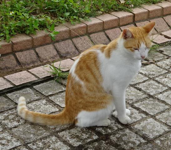 イメージ 10