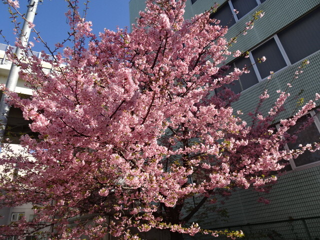 早咲きの桜