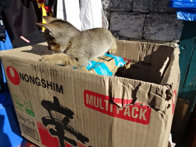 ルクラの猫 (3)