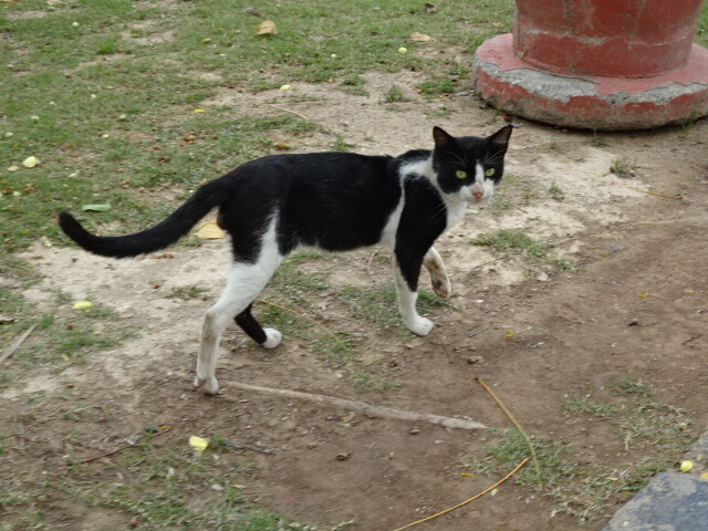 ディリ大聖堂の猫 (2)