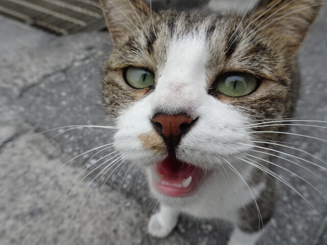 くれよう (1)
